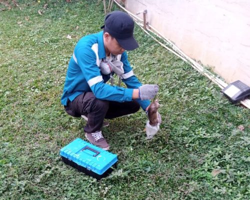 rodent control